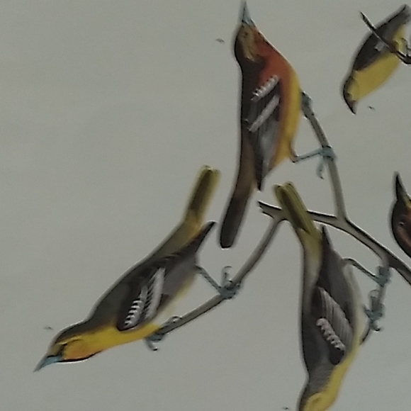 Bird print from the milwaukee public library. - Picture 2 of 8